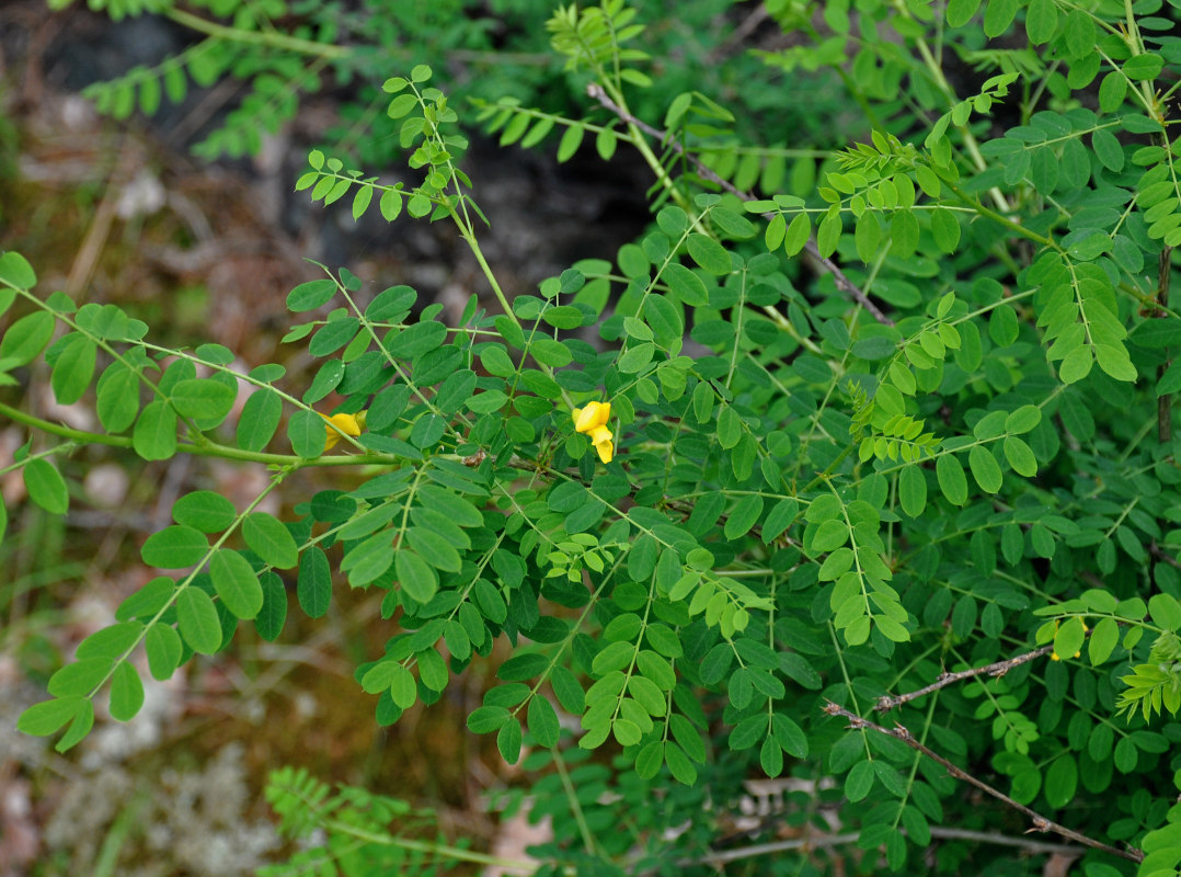 Image of Caragana arborescens specimen.