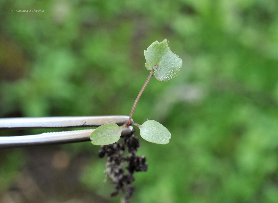 Изображение особи Adenophora pereskiifolia.