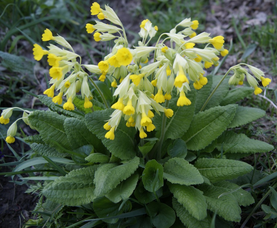 Первоцвет лечебные свойства. Первоцвет крупночашечный примула. Primula macrocalyx. Примула крупночашечковая – Primula macrocalyx. Дикая примула первоцвет.