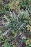 genus Artemisia. Цветущее растение. Иркутская обл., Иркутский р-н, окр. пос. Большое Голоустное, скальный береговой обрыв к Байкалу с редкими деревьями. 17.08.2018.