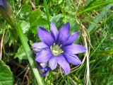 Gentiana laciniata. Цветок. Украина, Закарпатская обл., Раховский р-н, хр. Черногора, гора Петрос, ≈ 1700 м н.у.м., альпийский луг. 15 июля 2007 г.