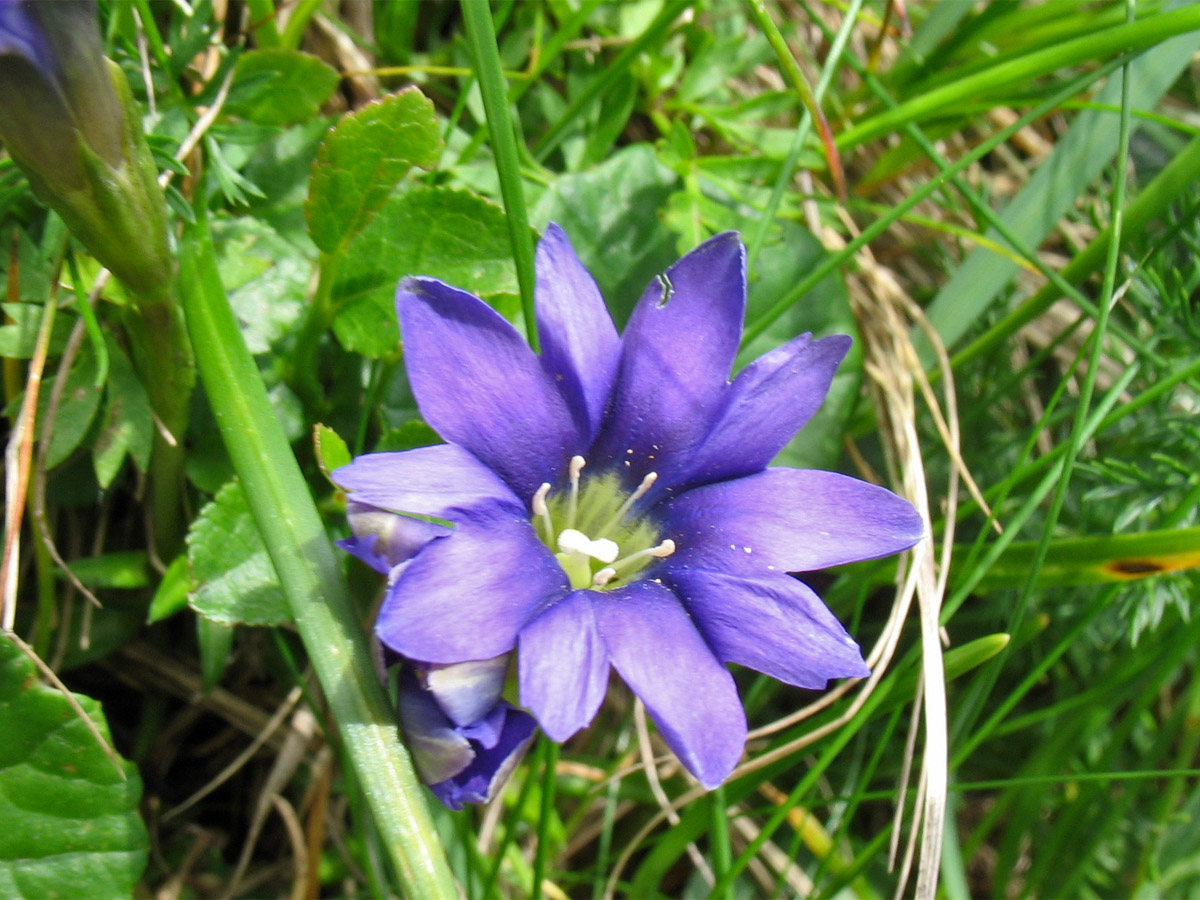 Image of Gentiana laciniata specimen.