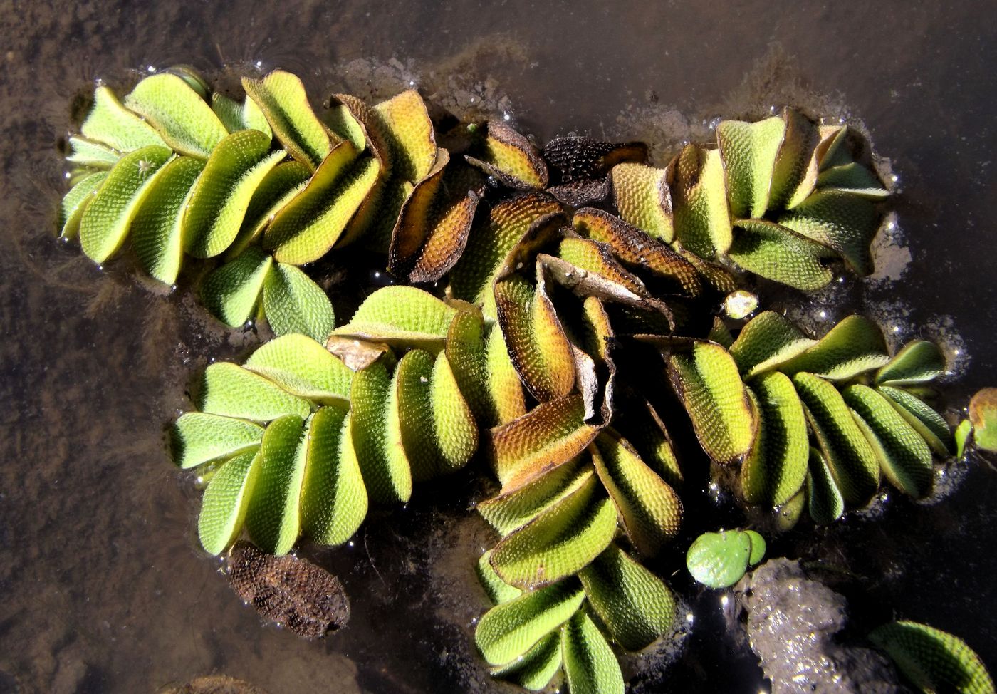 Image of Salvinia natans specimen.