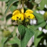 Phlomis lunariifolia