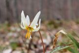 Erythronium caucasicum