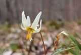 Erythronium caucasicum. Цветок. Краснодарский край, м/о г. Геленджик, Широкопшадская щель, истоки р. Куаго, ≈ 700 м н.у.м, буковый лес. 22.03.2019.