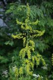 Veratrum lobelianum