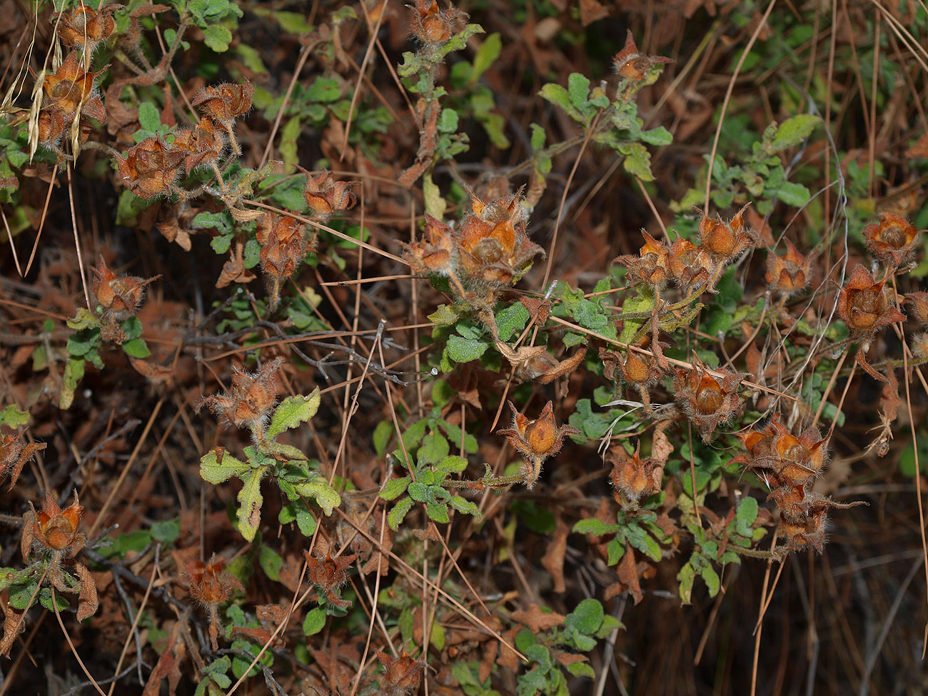 Image of Cistus salviifolius specimen.