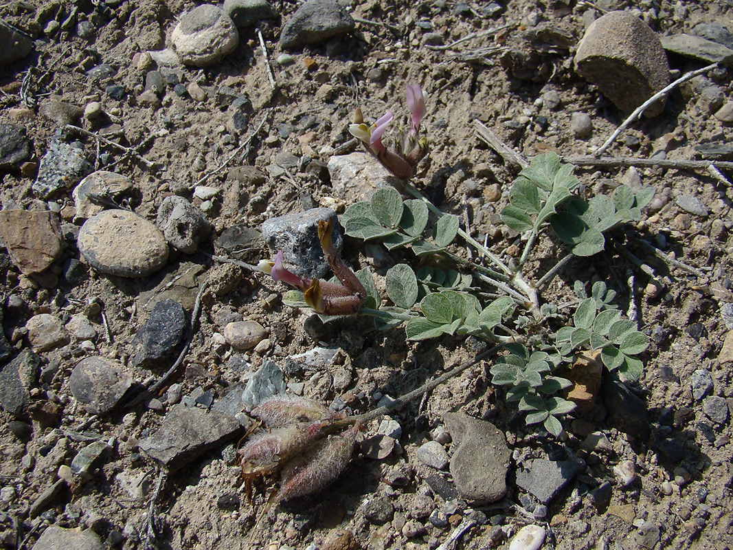 Изображение особи Astragalus ferganensis.