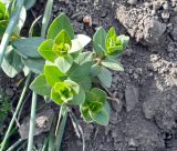 Image of taxon representative. Author is Юсиф Саркаров