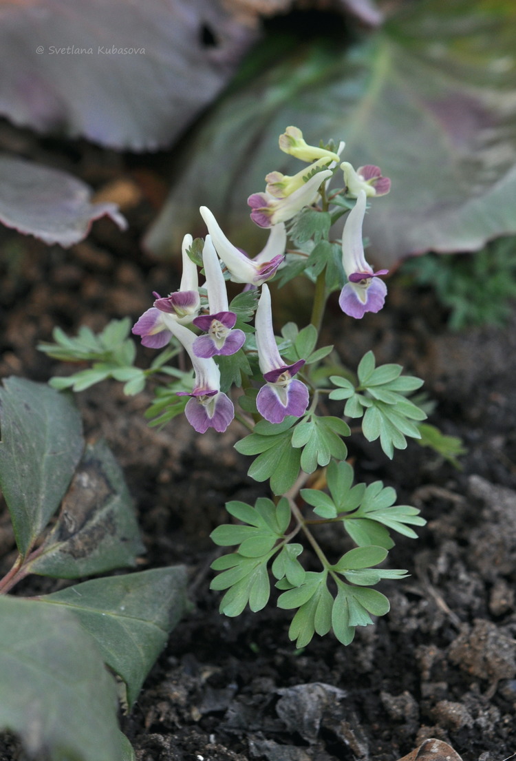 Image of Corydalis &times; allenii specimen.