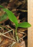 Cypripedium calceolus. Молодое растение. Крым, Бахчисарайский р-н, окр. с. Соколиное, лиственный лес. 25 мая 2019 г.