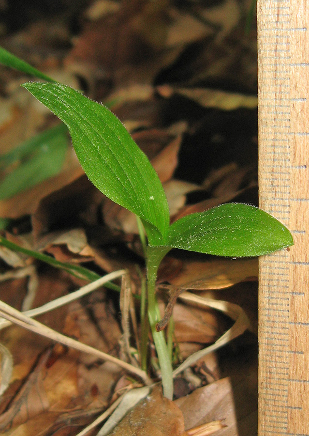 Image of Cypripedium calceolus specimen.