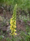 Verbascum nigrum. Соцветие. Украина, Закарпатская обл., Тячевский р-н, с. Усть-Черная, родъем на гору Климова. 22.06.2010.