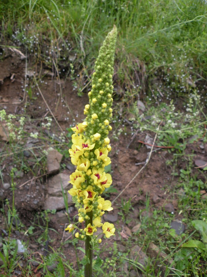 Изображение особи Verbascum nigrum.