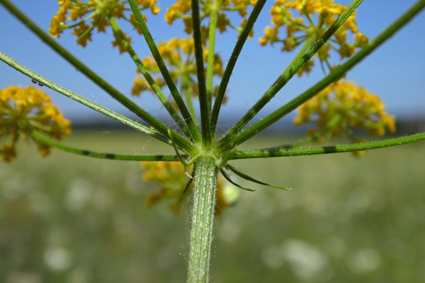 Image of Pastinaca pimpinellifolia specimen.