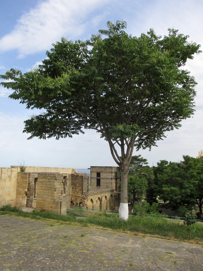 Изображение особи Ailanthus altissima.