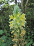 Pedicularis condensata. Соцветие. Кабардино-Балкария, Эльбрусский р-н, долина р. Каяртысу, ок. 1700 м н.у.м., у лесной дороги. 02.07.2019.