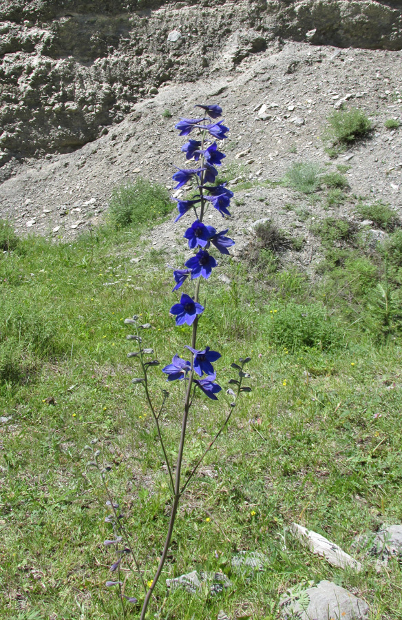 Image of Delphinium laxiflorum specimen.