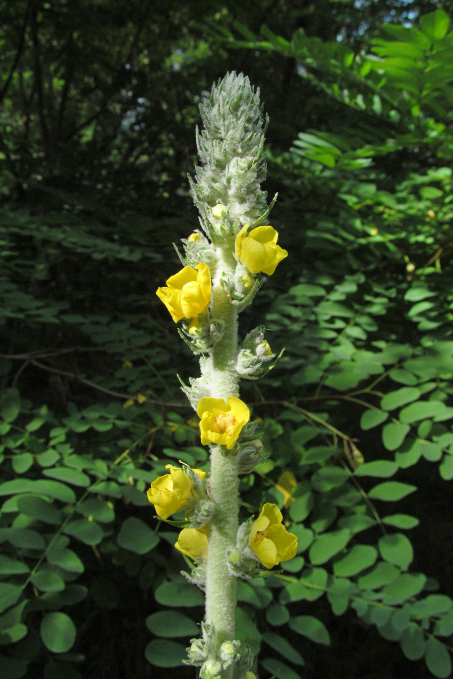 Изображение особи Verbascum gnaphalodes.