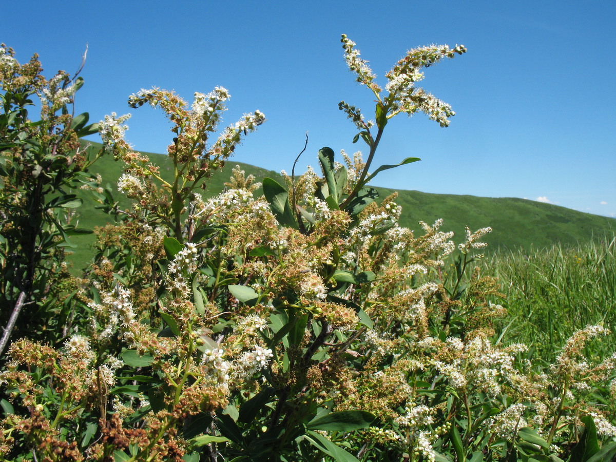 Изображение особи Sibiraea altaiensis.