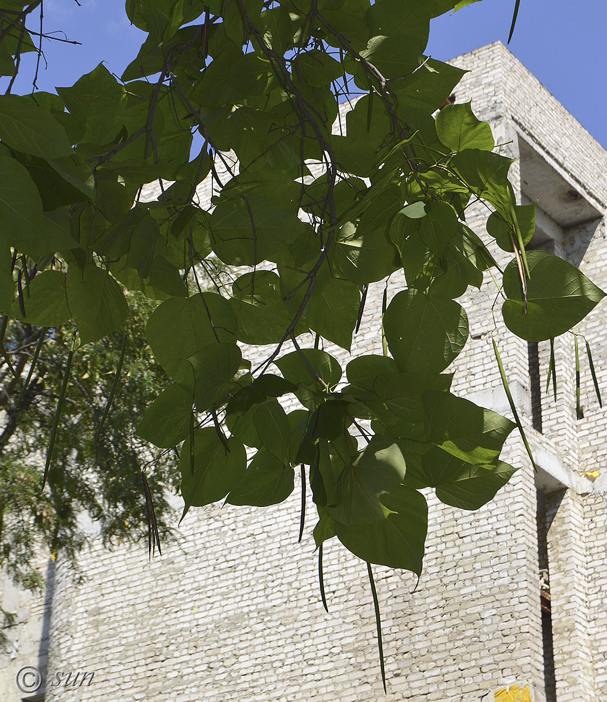 Image of Catalpa bignonioides specimen.