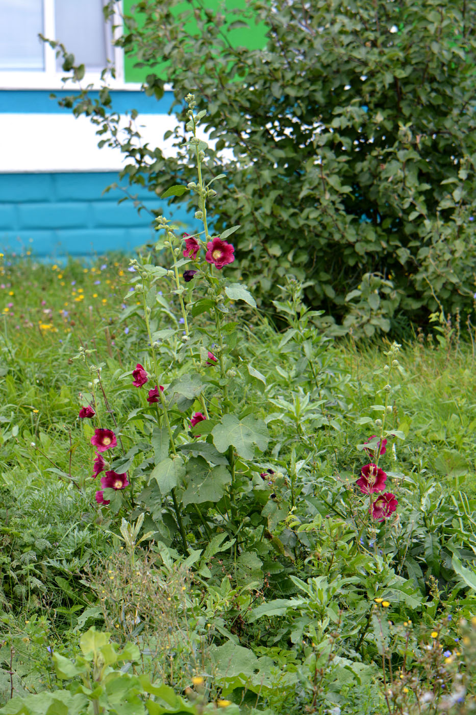 Image of Alcea rosea specimen.