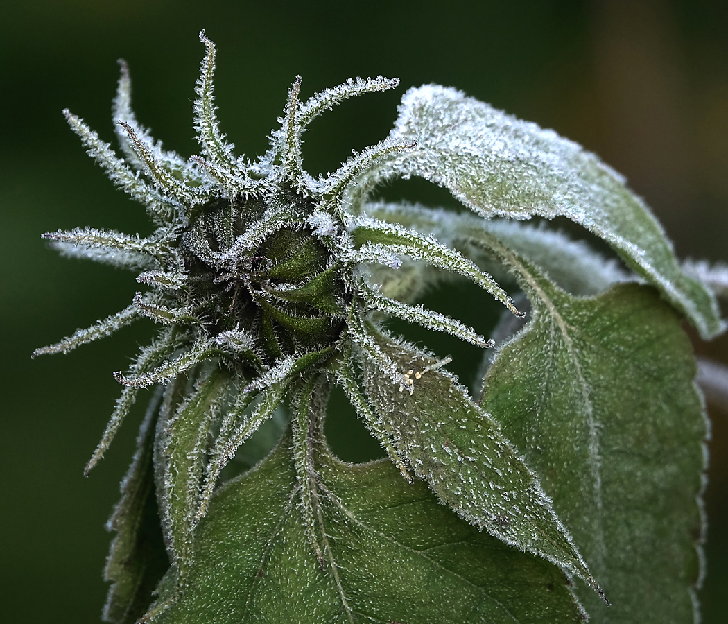 Изображение особи Helianthus annuus.