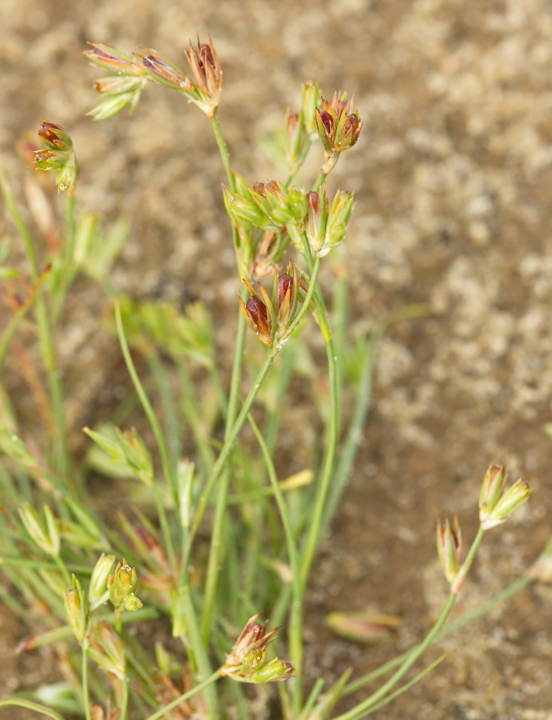 Изображение особи Juncus nastanthus.