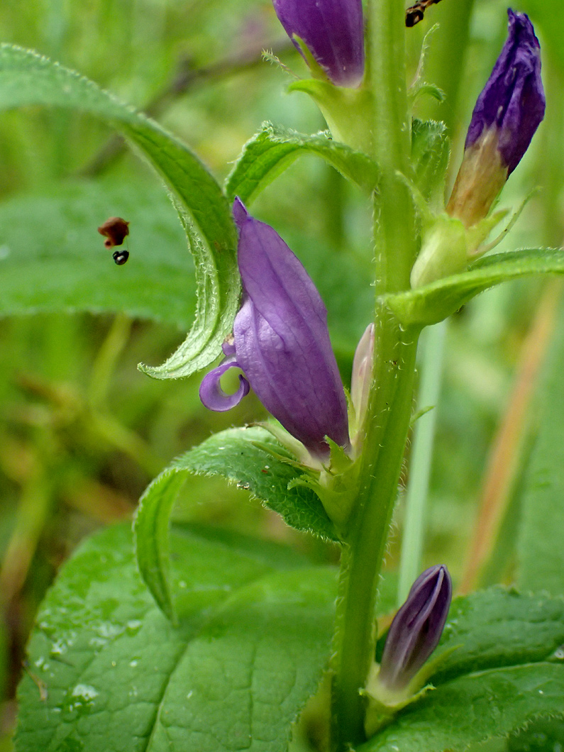 Изображение особи Campanula glomerata.