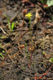 Cicendia filiformis. Цветущие и плодоносящие растения. Нидерланды, провинция Drenthe, национальный парк Drentsche Aa, заказник Eexterveld, участок с нарушенным травяным покровом. 27 июля 2008 г.