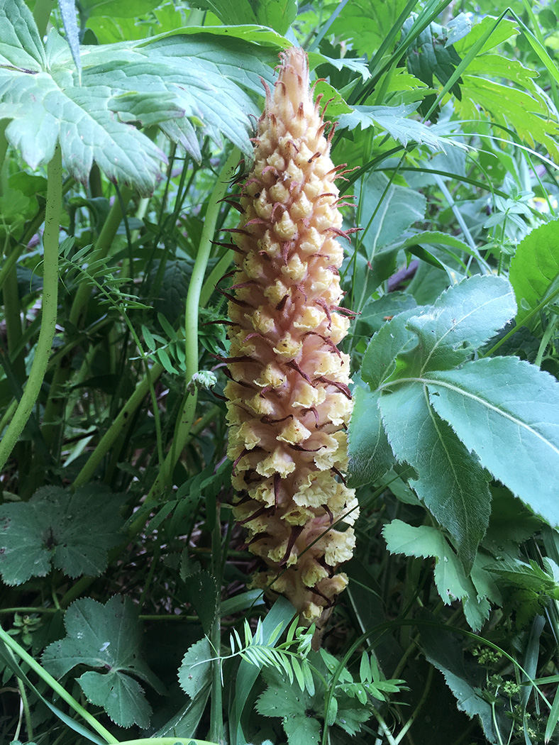 Image of Orobanche grossheimii specimen.