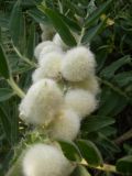 Astragalus sieversianus
