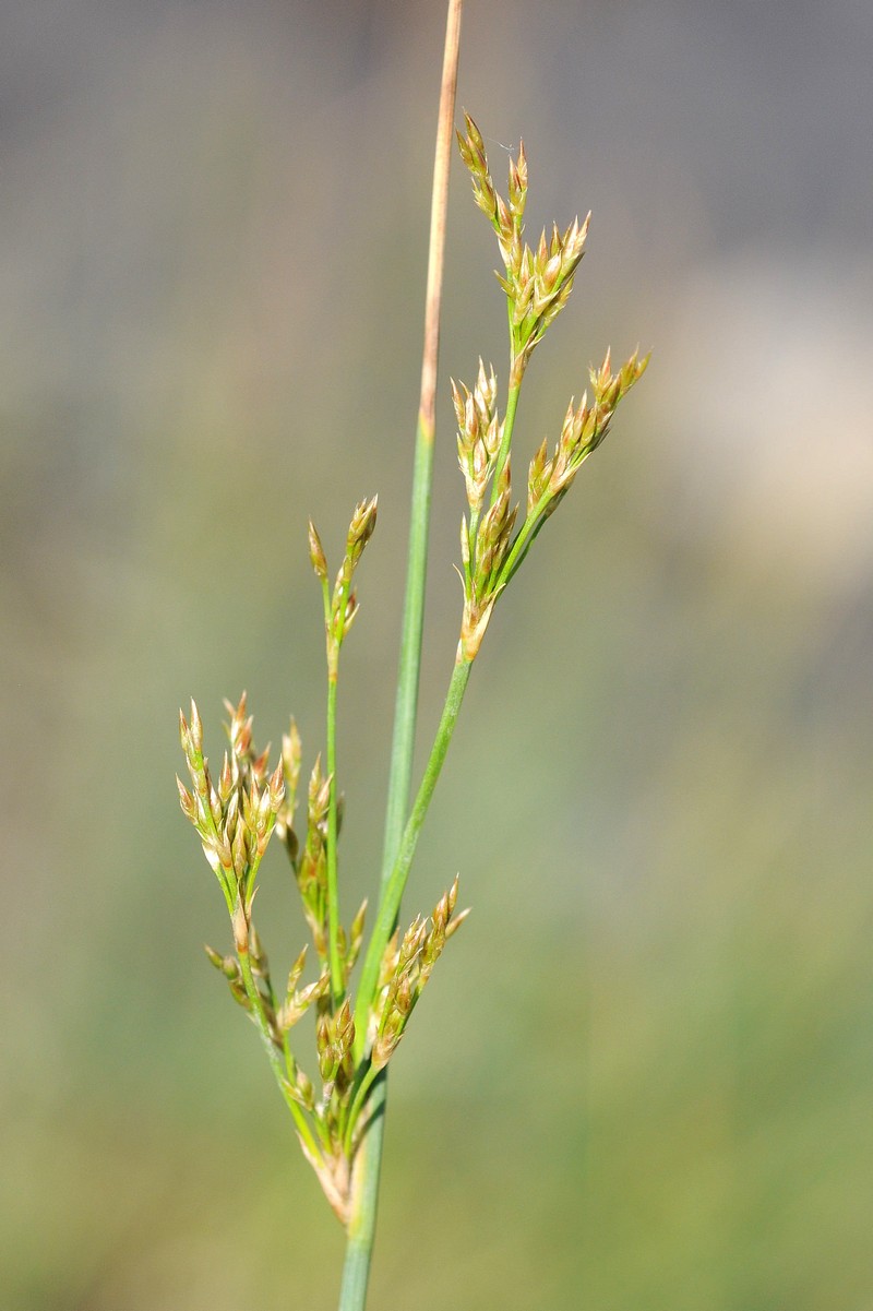 Изображение особи род Juncus.