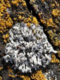 Physcia adscendens
