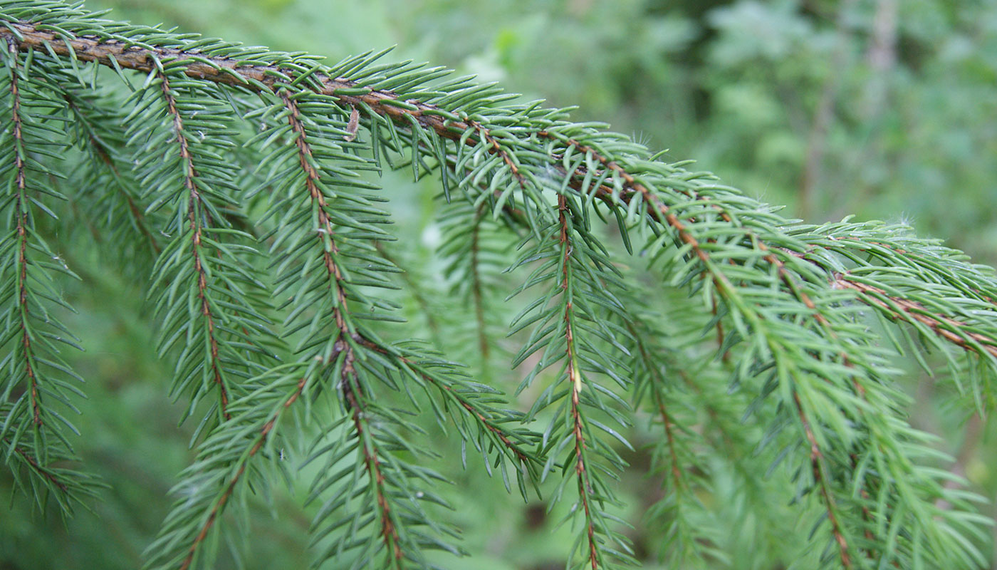 Изображение особи Picea abies.