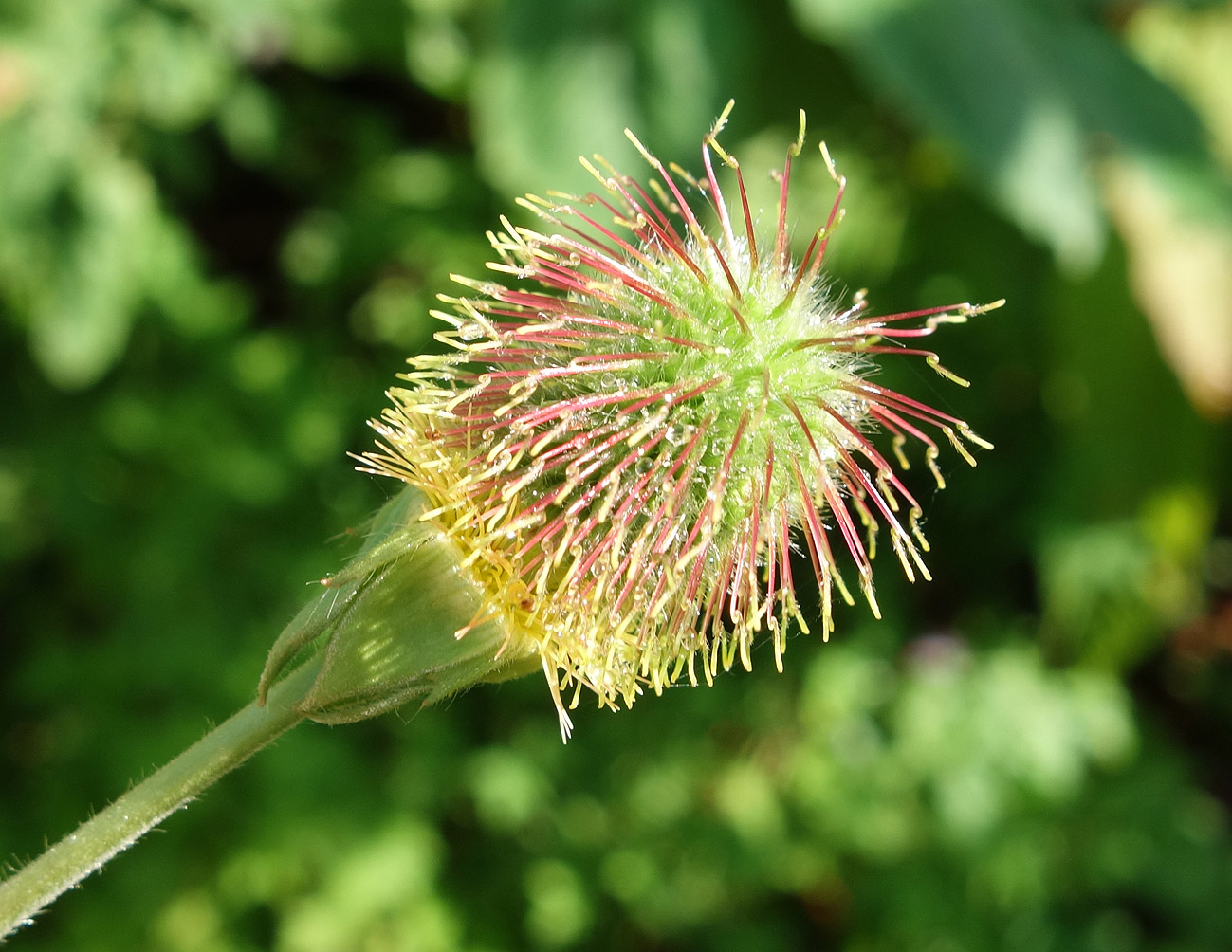 Изображение особи Geum aleppicum.