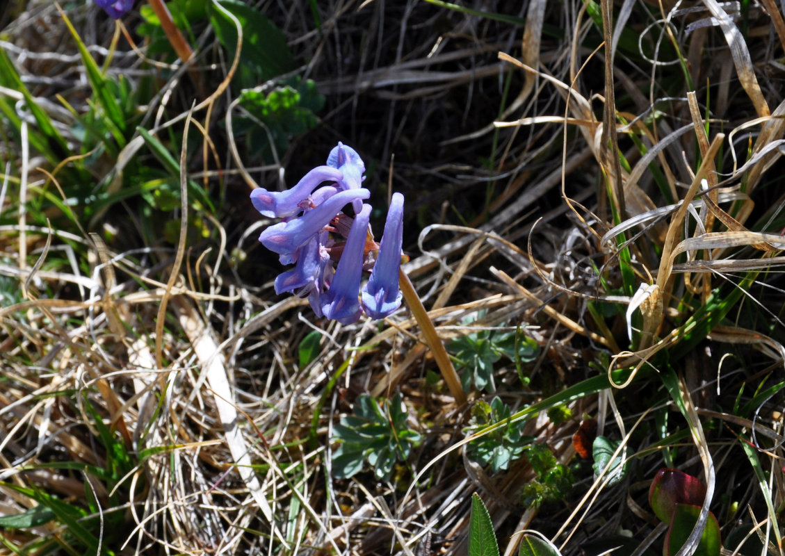 Изображение особи Corydalis pauciflora.