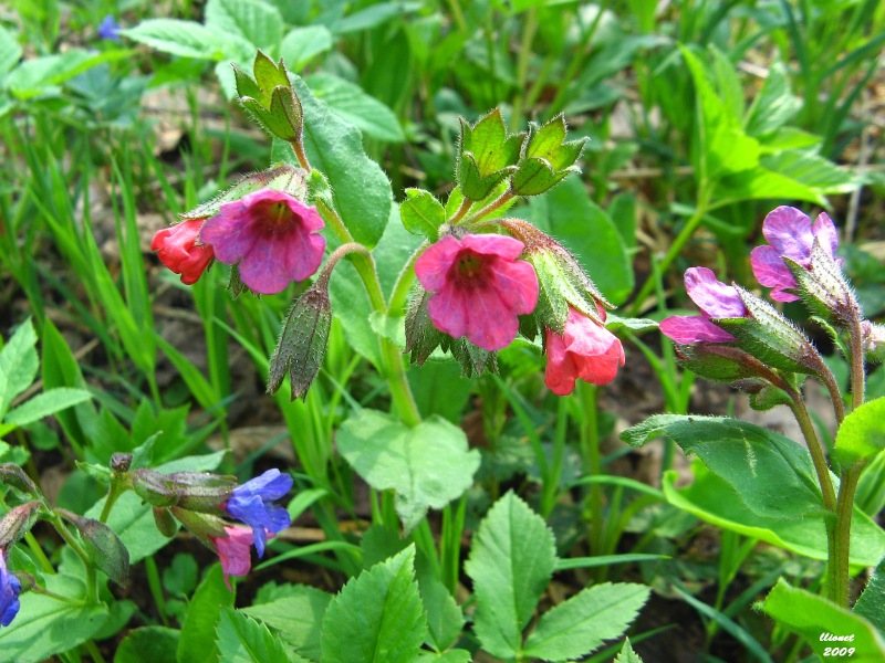 Image of Pulmonaria obscura specimen.