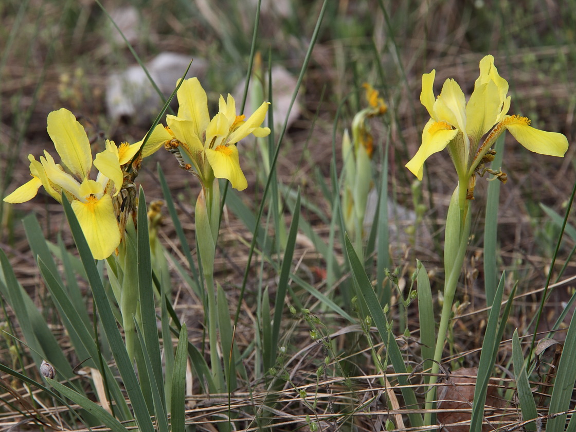 Image of Iris arenaria specimen.