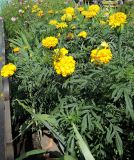 Tagetes erecta. Цветущие растения. Украина, г. Хмельницкий, ж.-д. вокзал, в культуре. 24.07.2016.