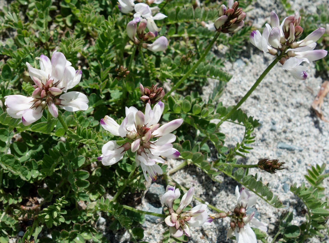 Изображение особи Astragalus alpinus.