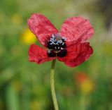 Image of taxon representative. Author is Роланд Цандекидис