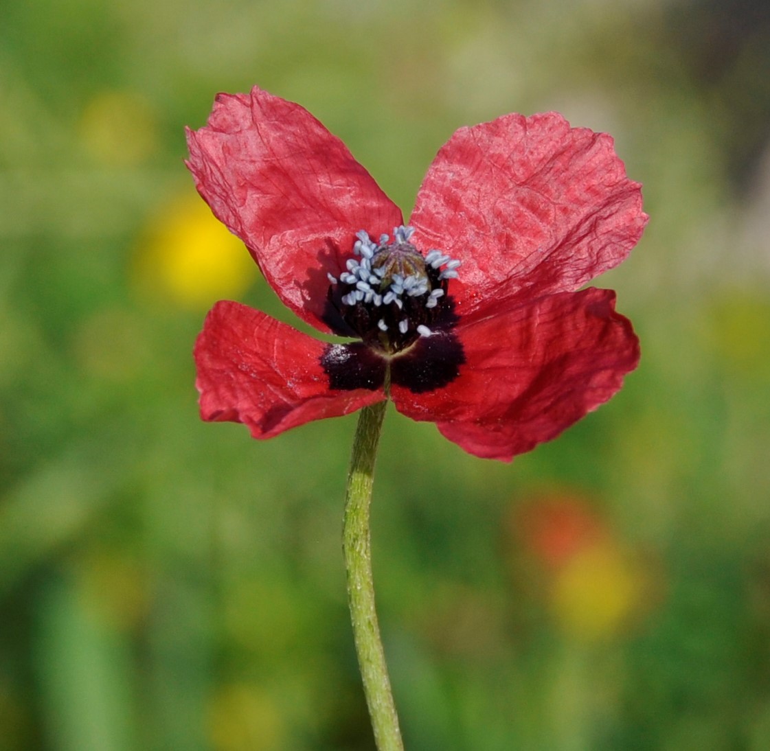 Изображение особи Papaver hybridum.