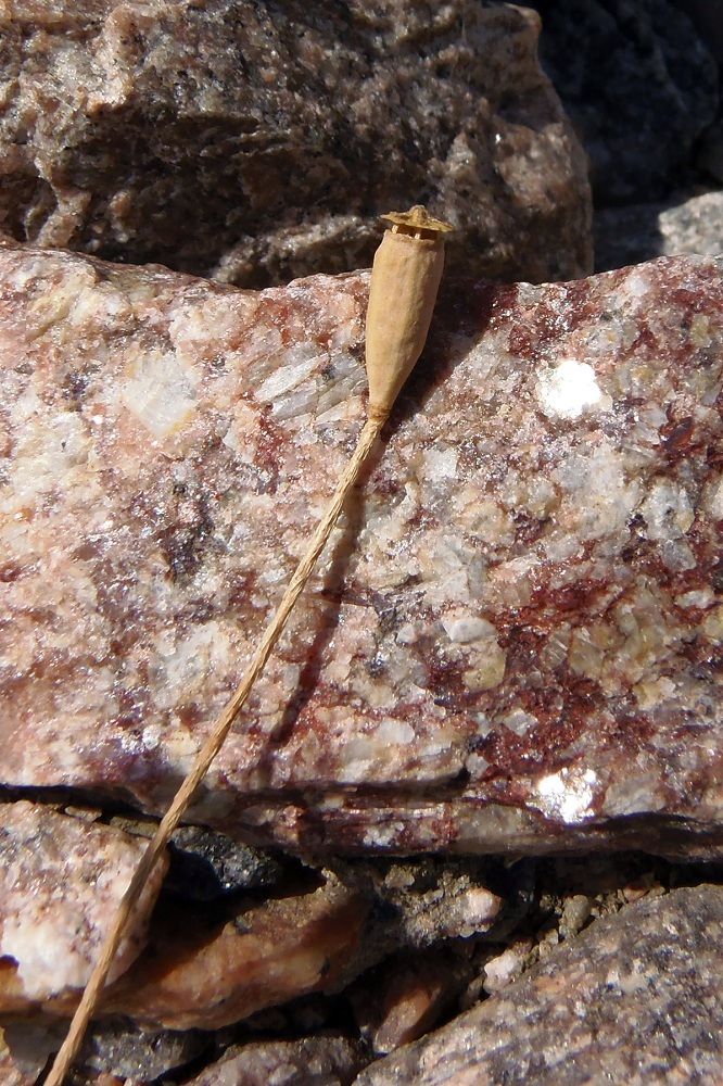 Image of genus Papaver specimen.