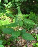 Urtica dioica