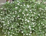 Philadelphus coronarius