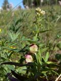 Galium boreale