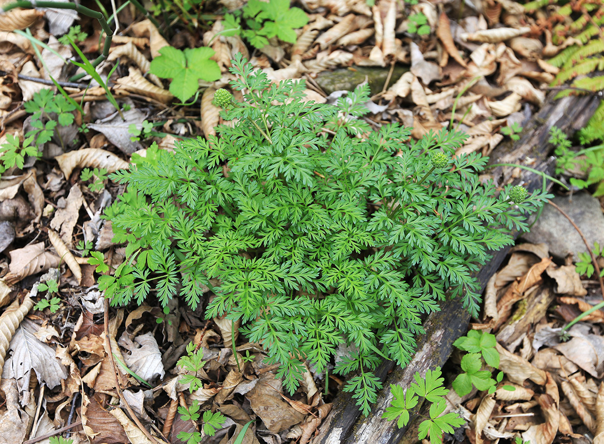 Image of Adonis amurensis specimen.