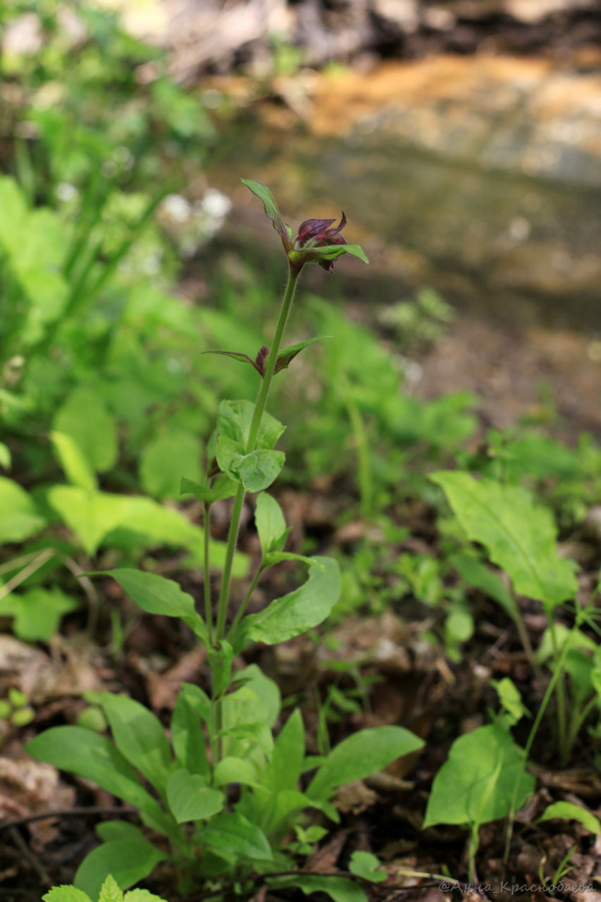 Изображение особи Melandrium dioicum.